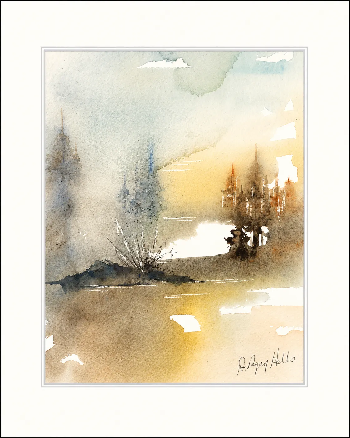 Birch and Spruce at First Light