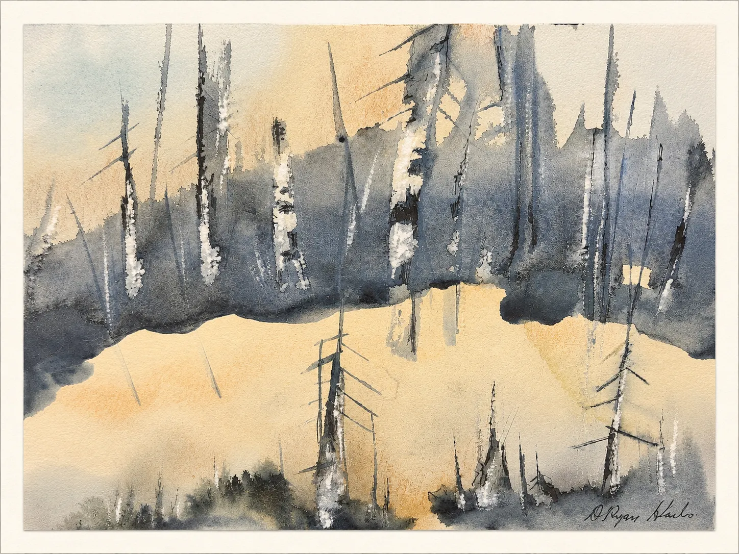 Burnt Birches at Sunset