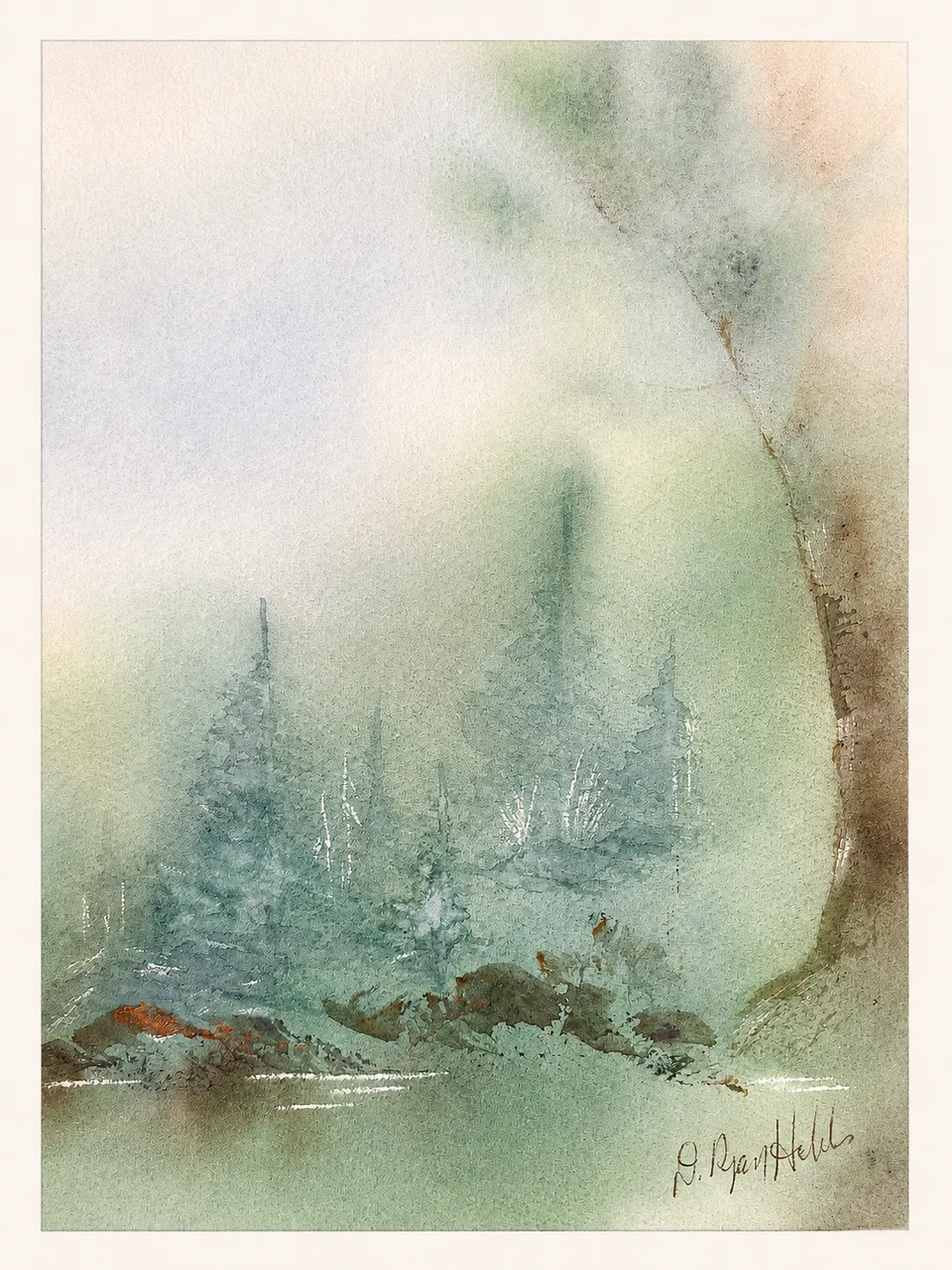 Spruce in Green Mist